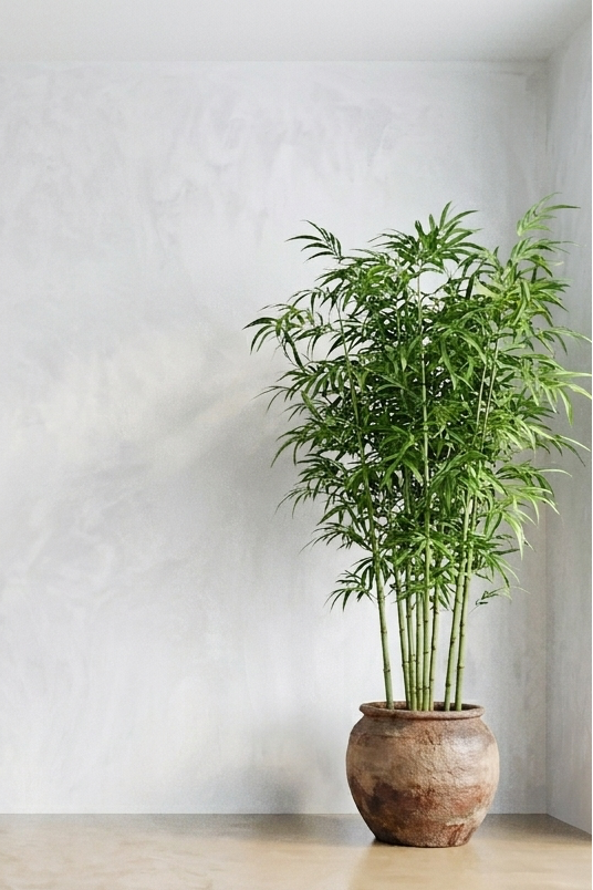 A potted bamboo plant in a rustic brown ceramic pot, placed on a polished concrete floor against a textured white plaster wall.
